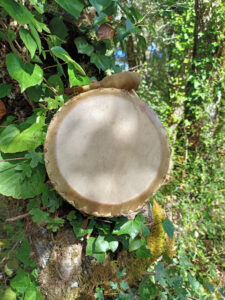 travel or childrens shamanic drum
